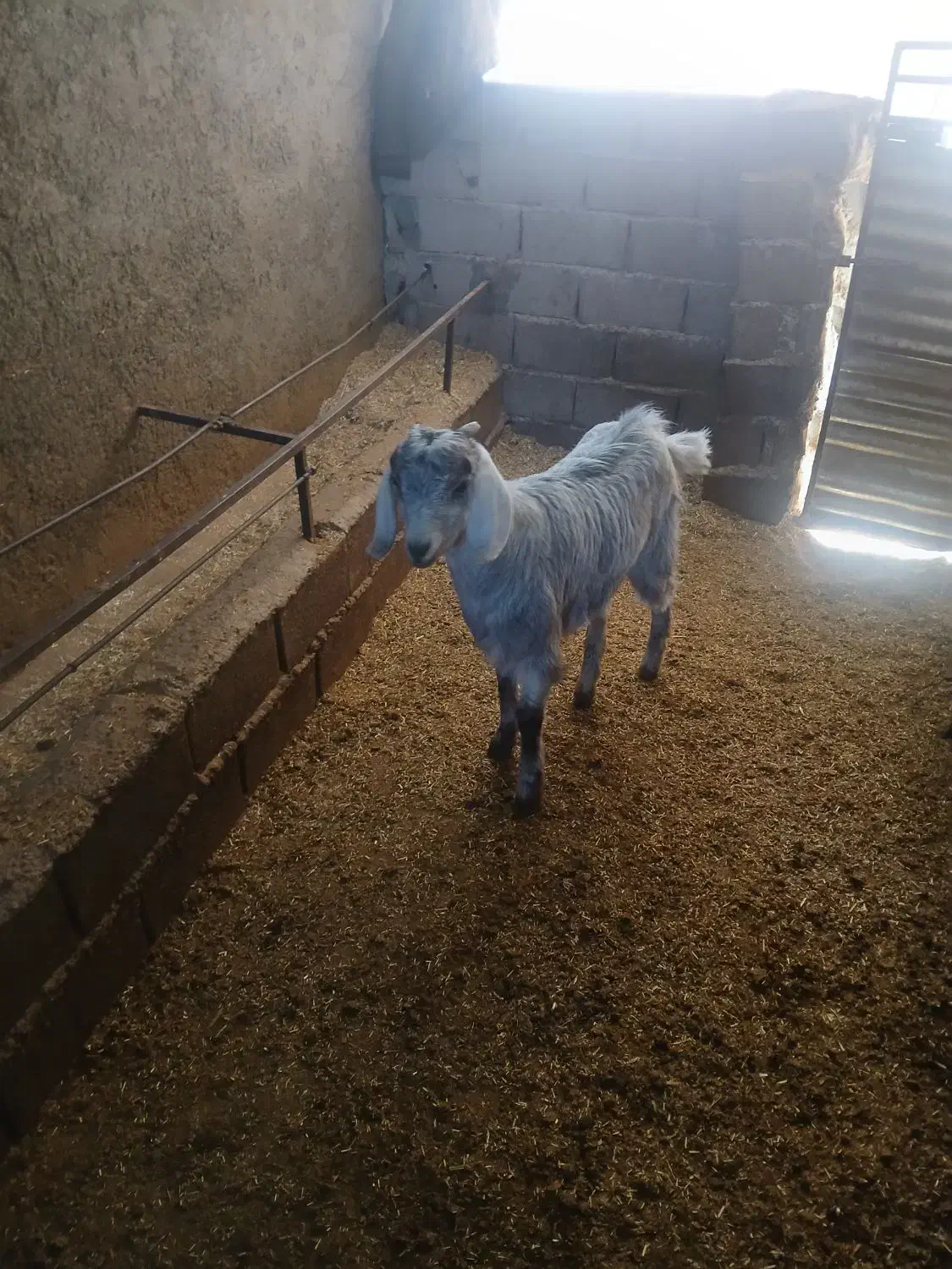 دو راس بزغاله چاق|حیوانات مزرعه|آزادشهر, |دیوار