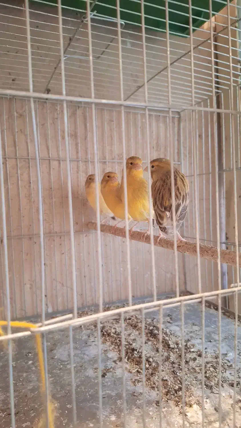 قناری ماده آماده|پرنده|جونقان, |دیوار