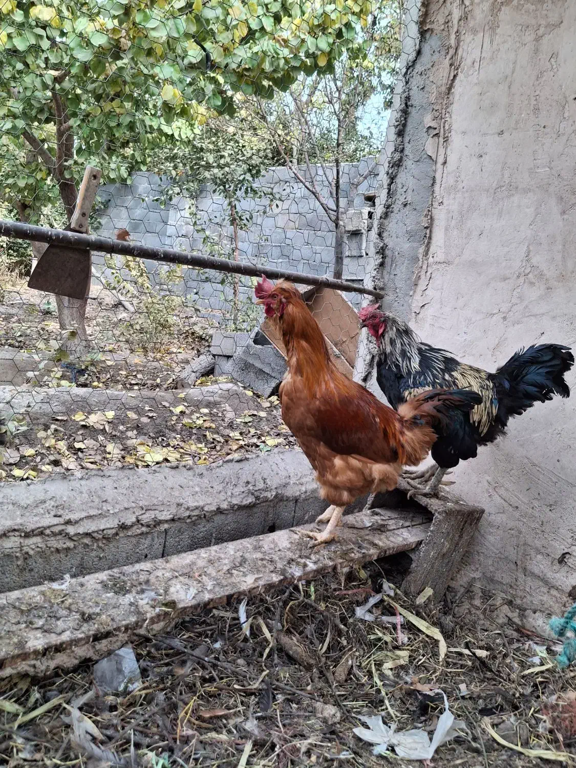 خروس|حیوانات مزرعه|اصفهان, ارداجی|دیوار