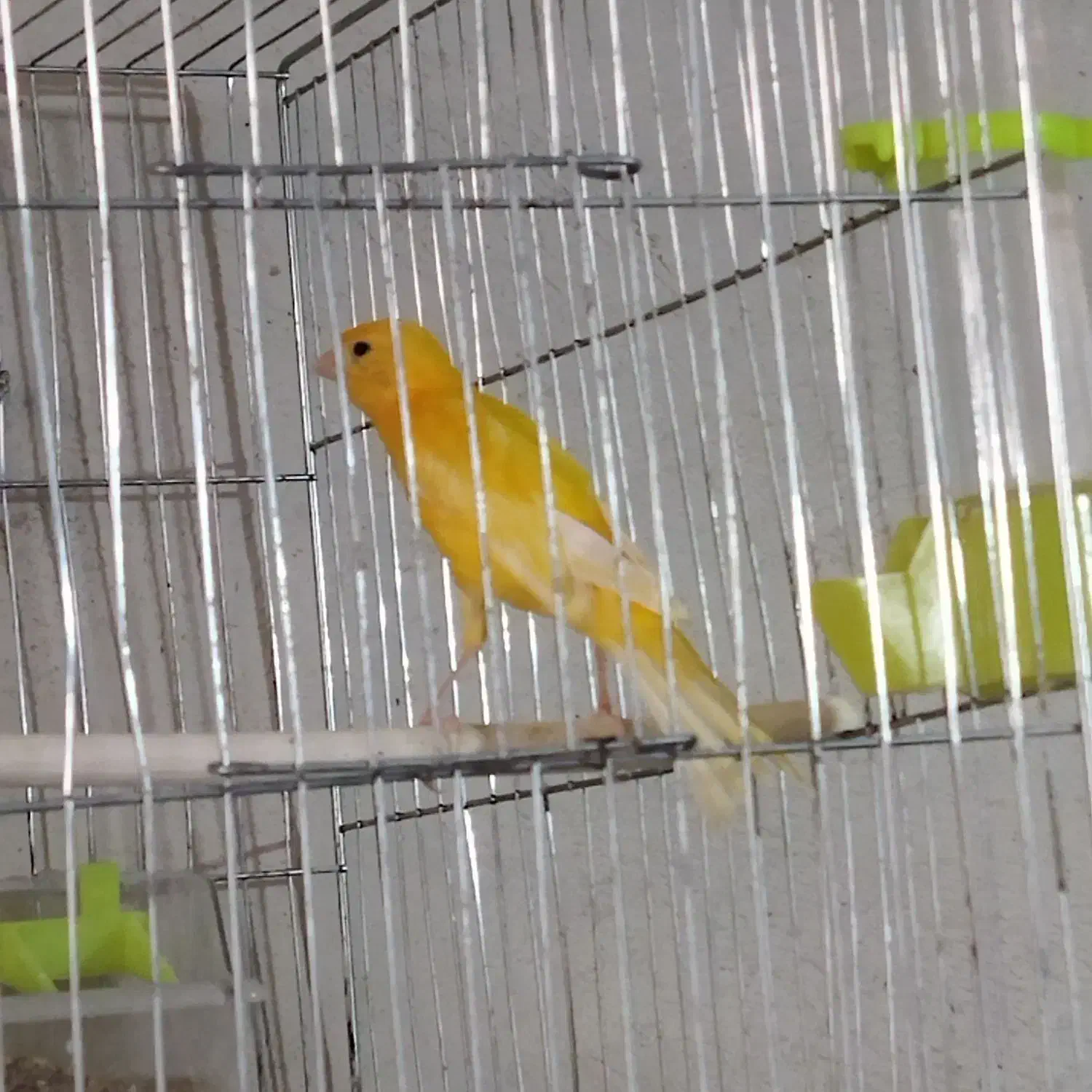 فروش انواع قناری خانگی|پرنده|کنگاور, |دیوار