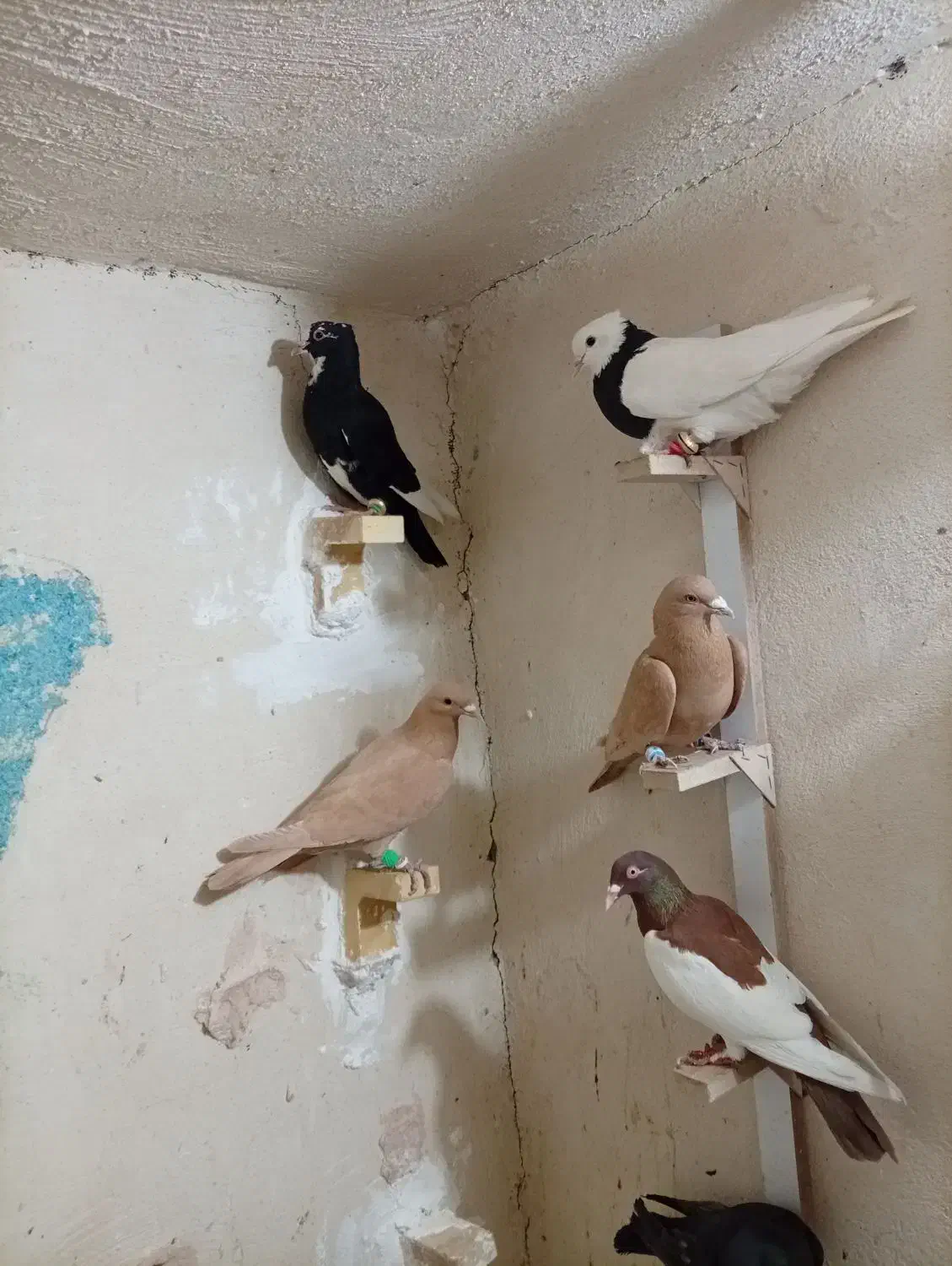 9تا نر خوشکل|پرنده|رفسنجان, |دیوار