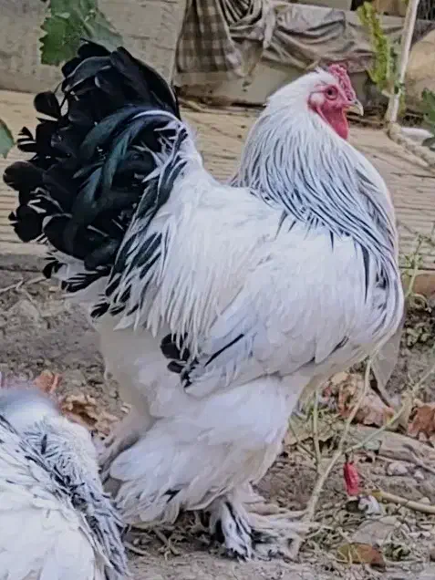 فروش ست مرغ و خروس برهما لایت تخمگذار|حیوانات مزرعه|شهرضا, |دیوار