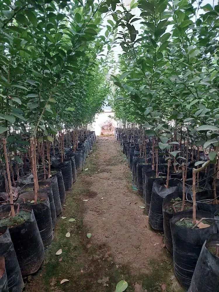 فروش گل و‌گیاه و مرکبات پیوندی|خدمات باغبانی و درختکاری|گتوند, |دیوار