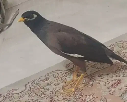 دوتا مرغ مینا سخنگو|پرنده|کرمانشاه, |دیوار