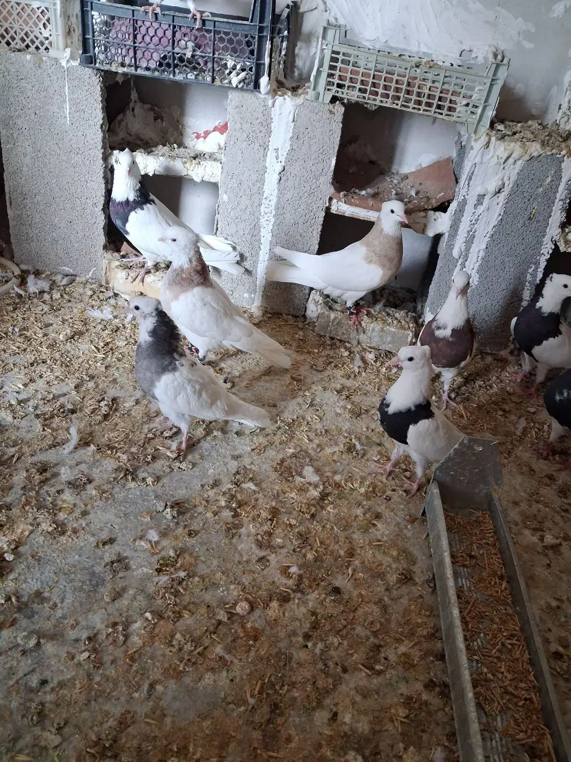 طوقی|پرنده|باغ ملک, |دیوار