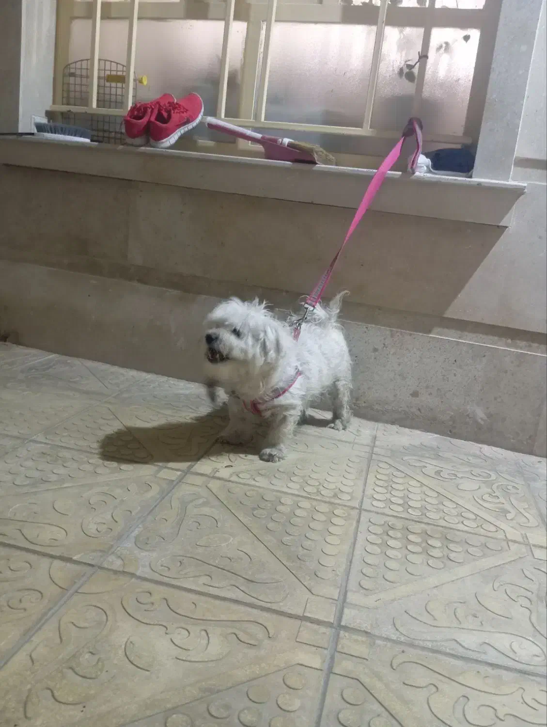 سگ شیتزو|سگ|میاندوآب, |دیوار