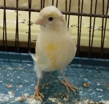 قناری|پرنده|کوهدشت, |دیوار