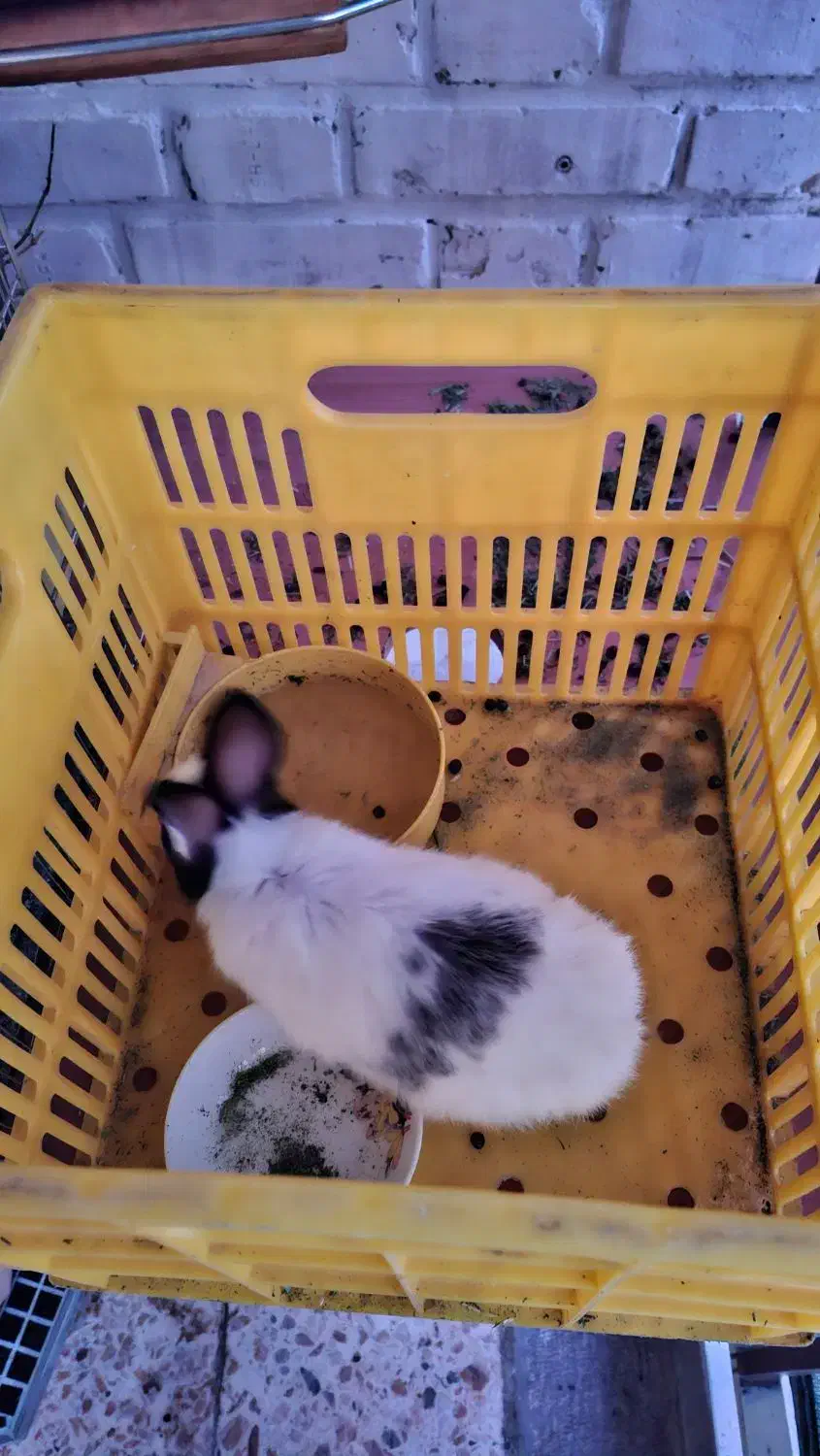 خرگوش مینیاتوری|موش و خرگوش|ابریشم, |دیوار