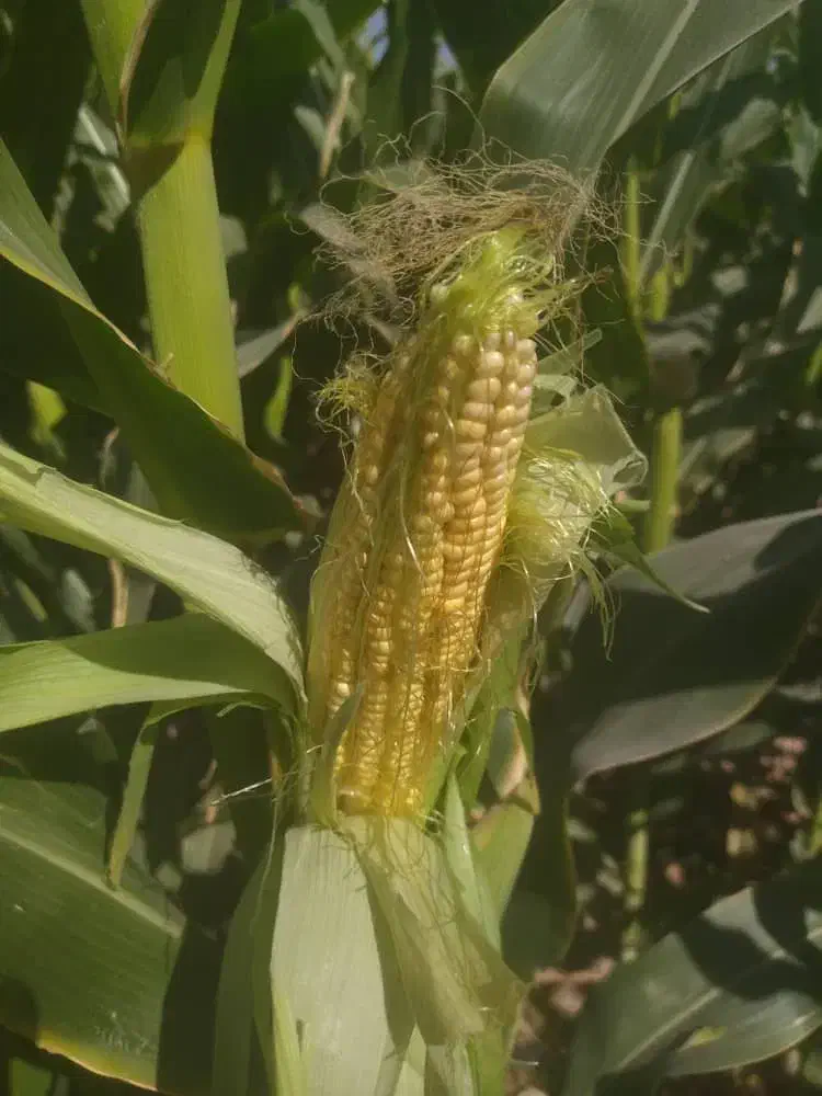 ذرت علوفه ای دانه دار|عمده‌فروشی|راهگان, |دیوار