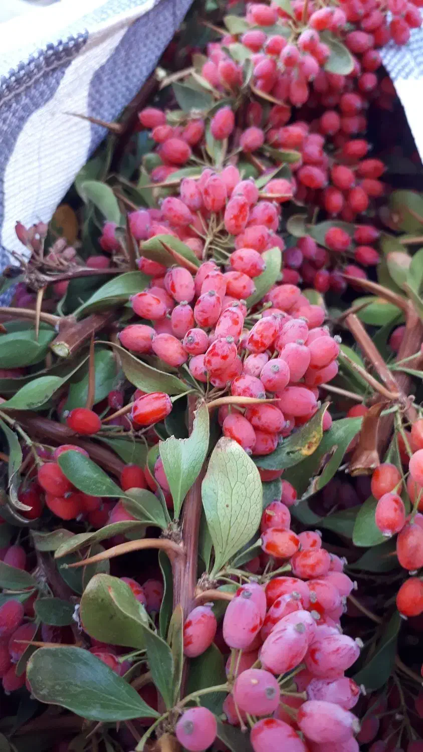 خریدار زرشک تازه نقد|فعالیت داوطلبانه تحقیقاتی|بیرجند, |دیوار