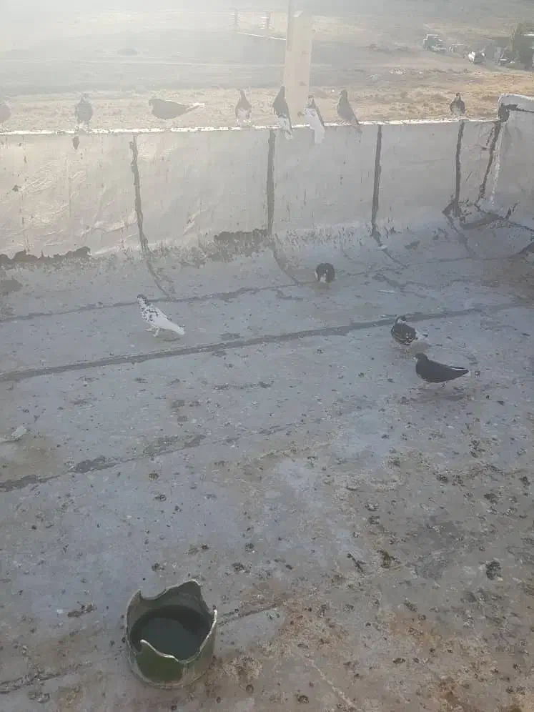 کبوتر|پرنده|شیراز, چشمه سید صفری|دیوار