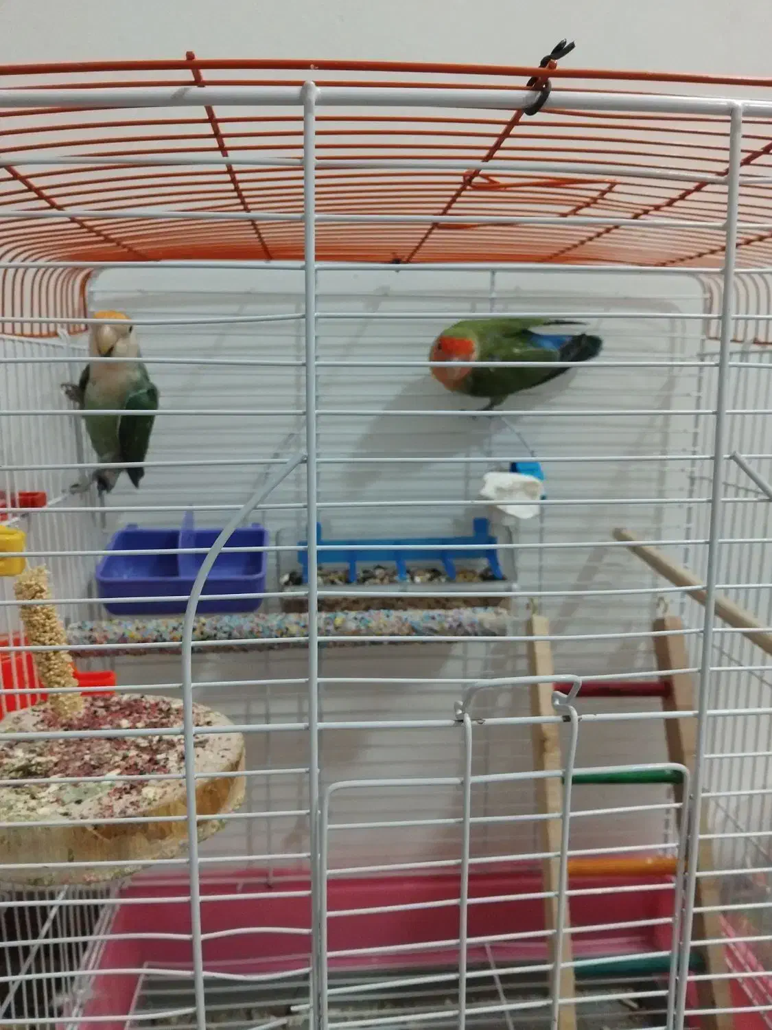 کوتوله برزیلی نر و ماده مولد|پرنده|اصفهان, منتظرالمهدی|دیوار