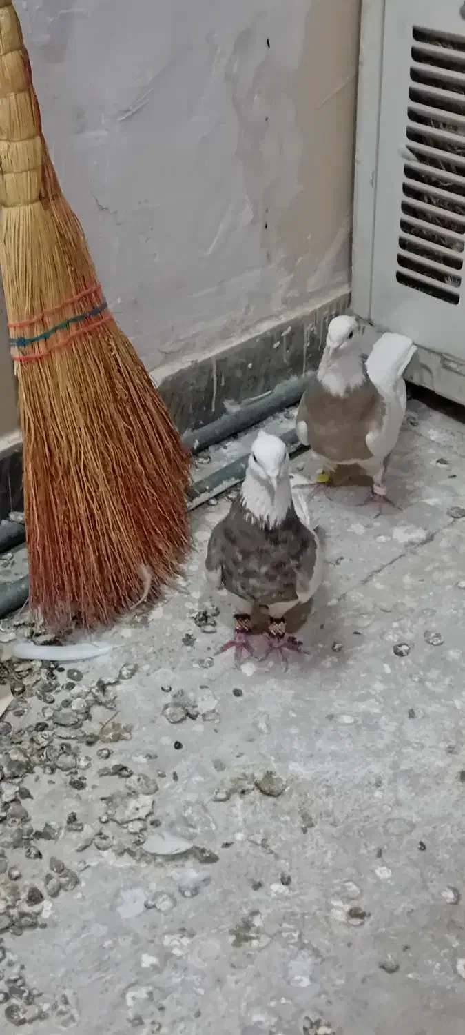 کفتر‌طوقی‌|پرنده|تهران, تختی|دیوار