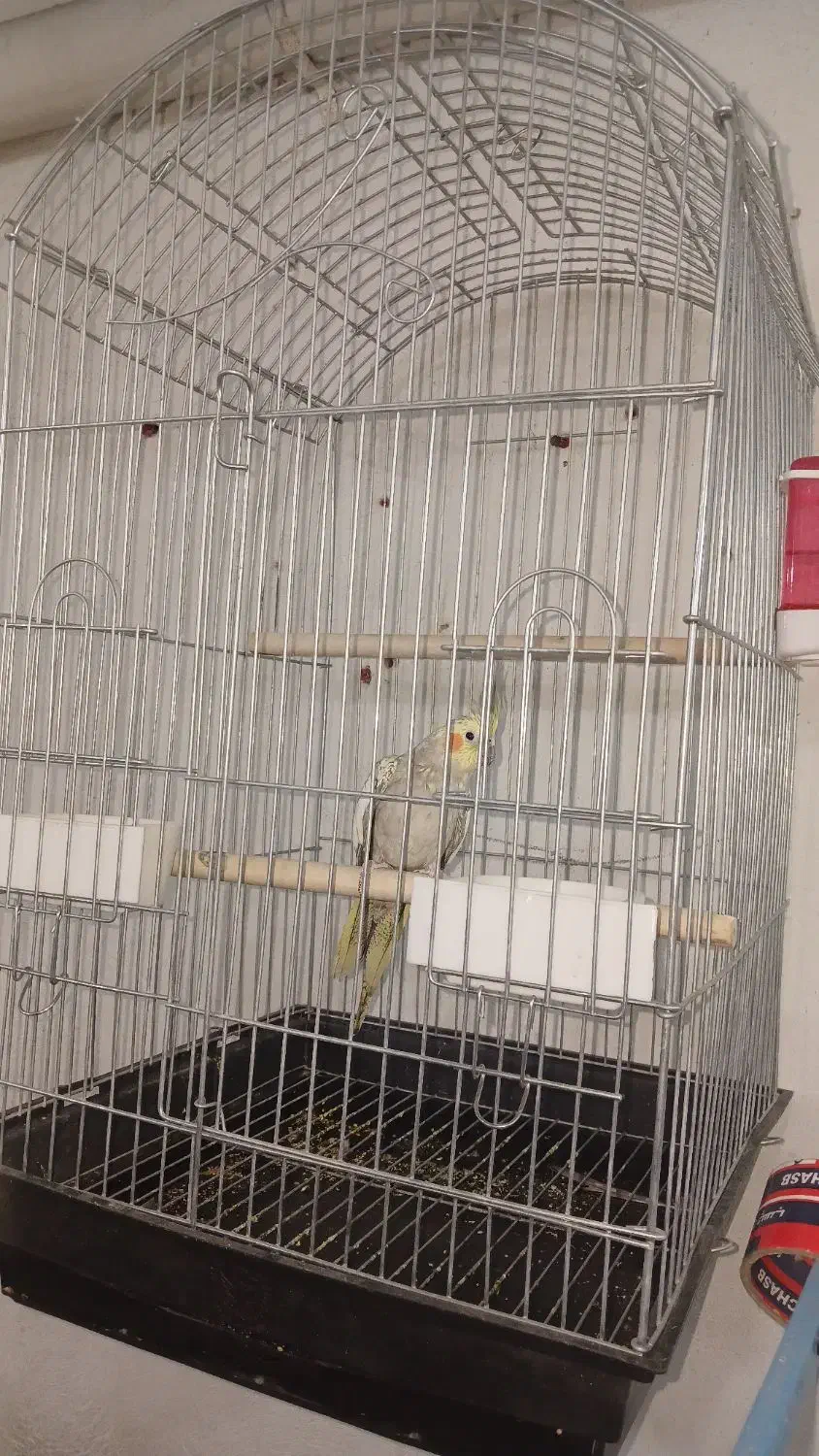 پرنده عروس هلندی|پرنده|ری, سیزده آبان|دیوار