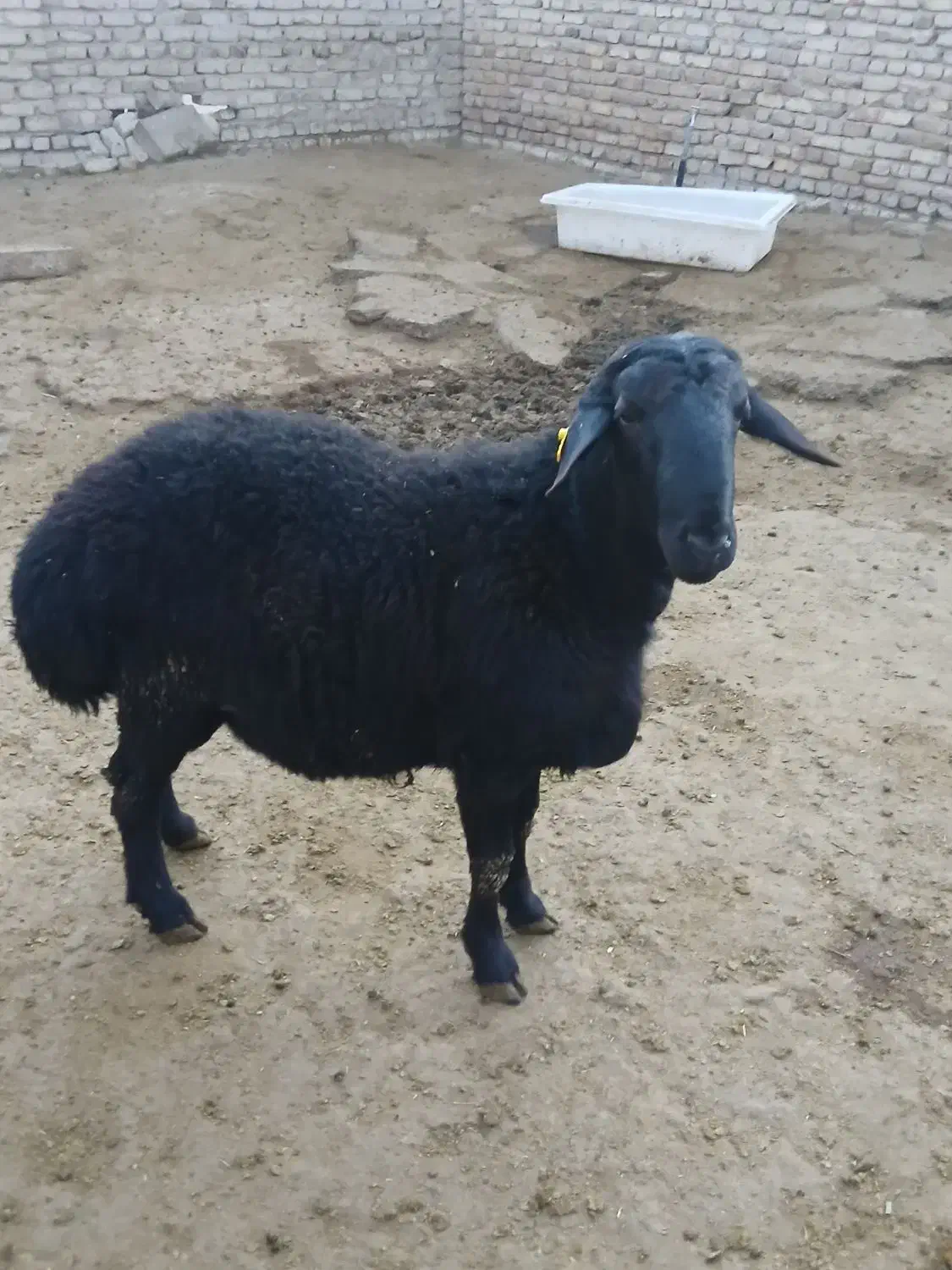 بره قوچ|حیوانات مزرعه|باغ حلی, |دیوار