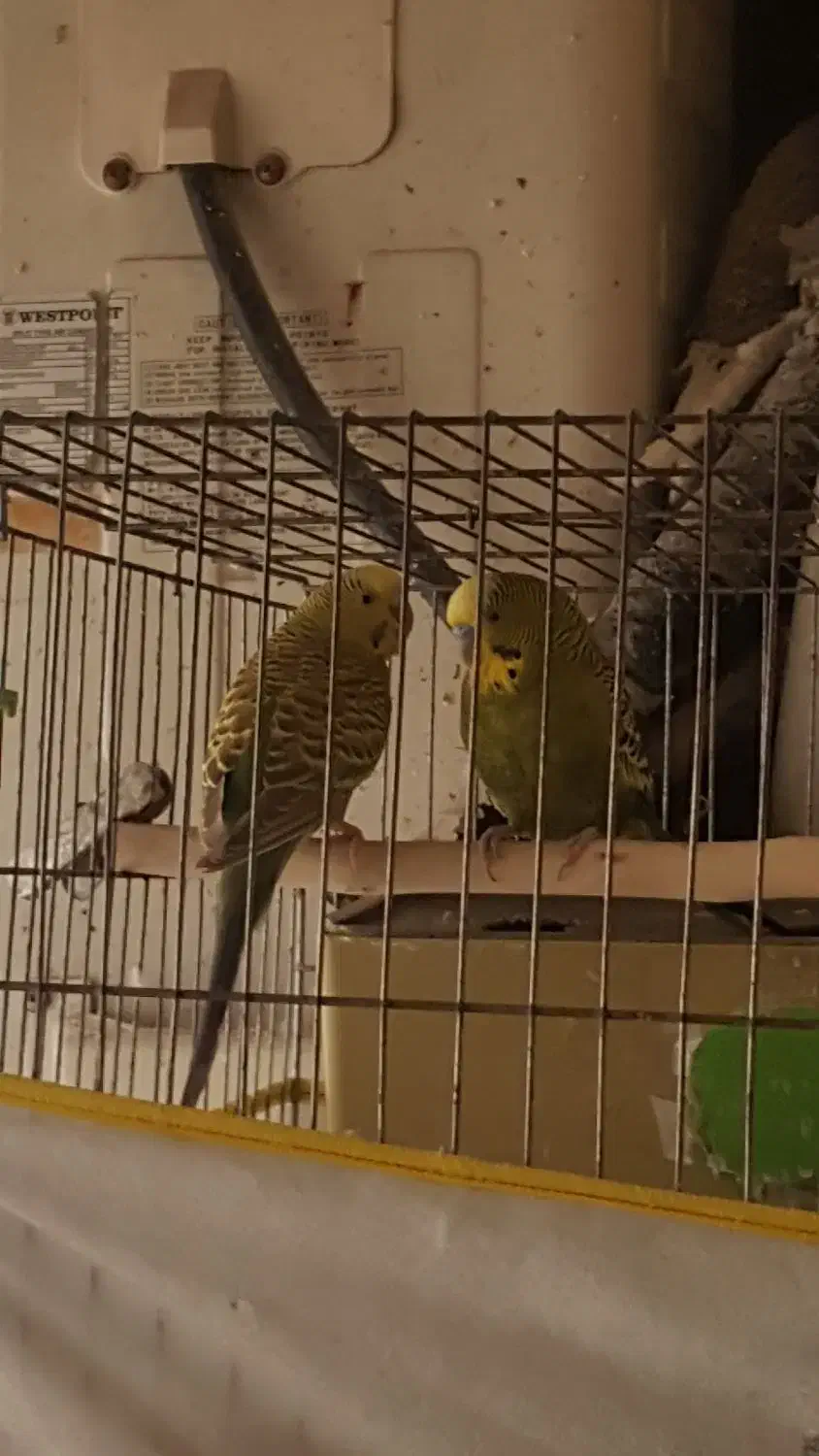 مرغ عشق|پرنده|تهران, ارم|دیوار