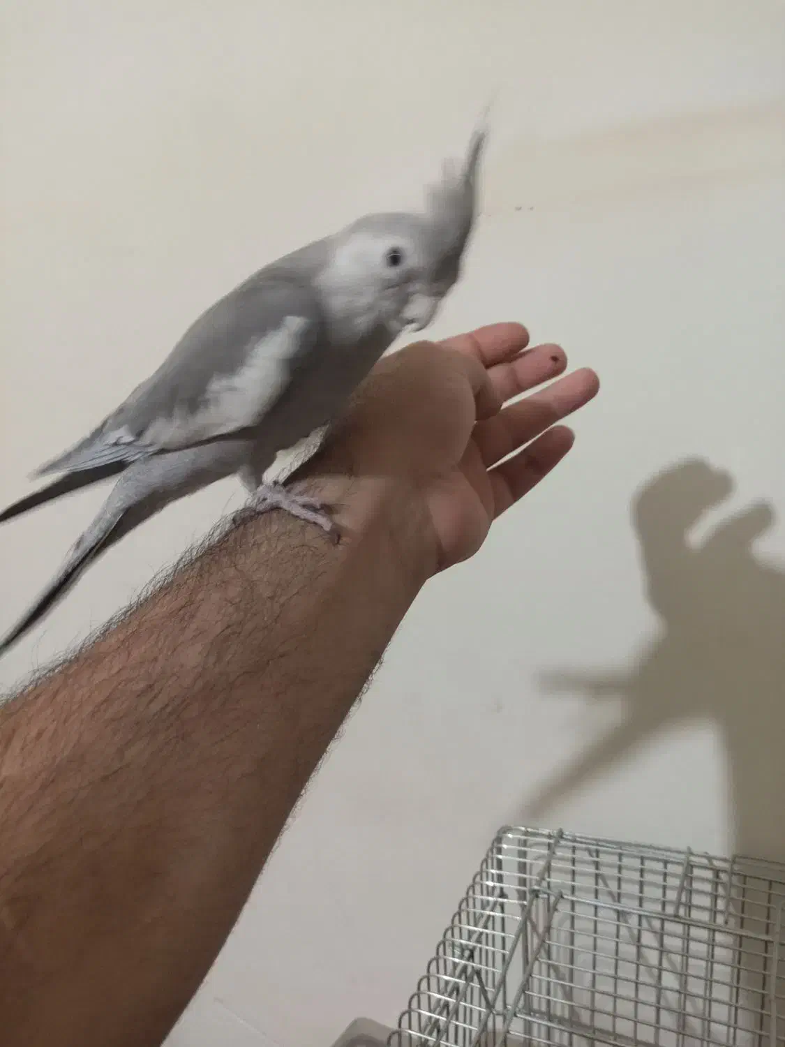 عروس هلندی وات فیس|پرنده|ملایر, |دیوار