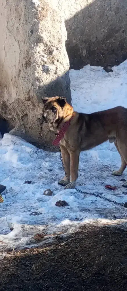 سگ نگهبان|سگ|ترکمانچای, |دیوار