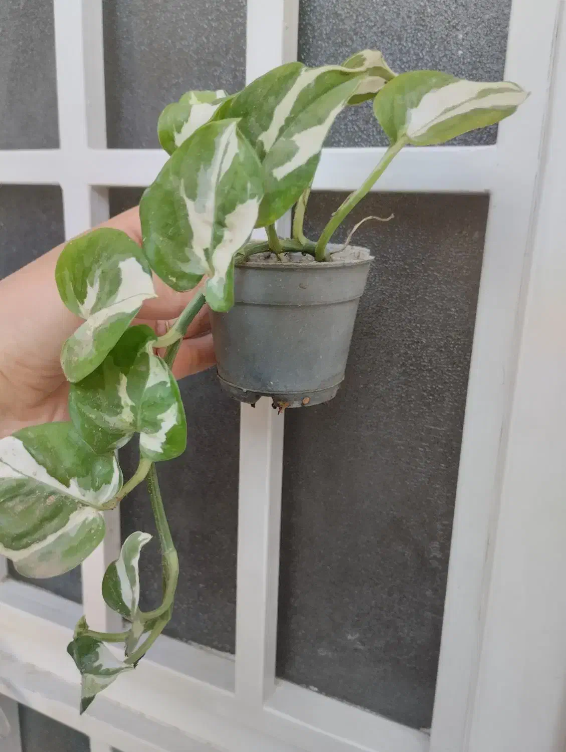 گل پتوس ۲۰ تومنی|گل و گیاه طبیعی|قم, در بهشت|دیوار