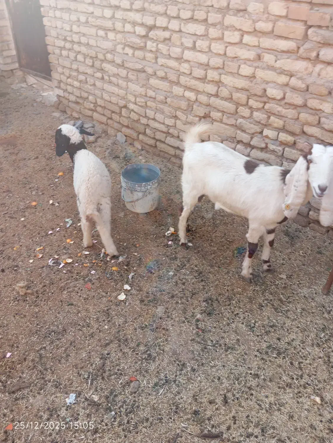 بره|حیوانات مزرعه|شوشتر, |دیوار