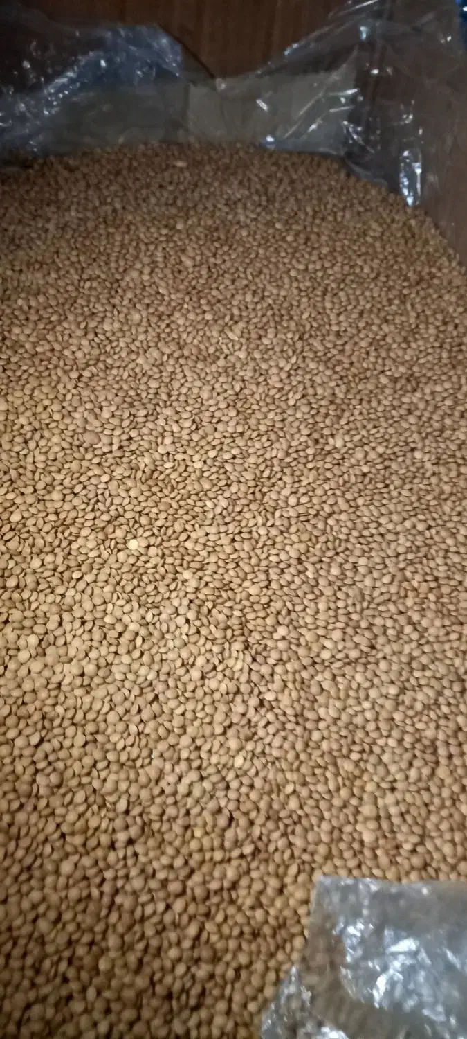 حبوبات به قیمت عمده|خوردنی و آشامیدنی|بومهن, |دیوار