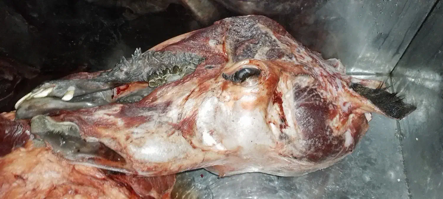 گوشت بچه شتر|خوردنی و آشامیدنی|اصفهان, شیخ طوسی|دیوار