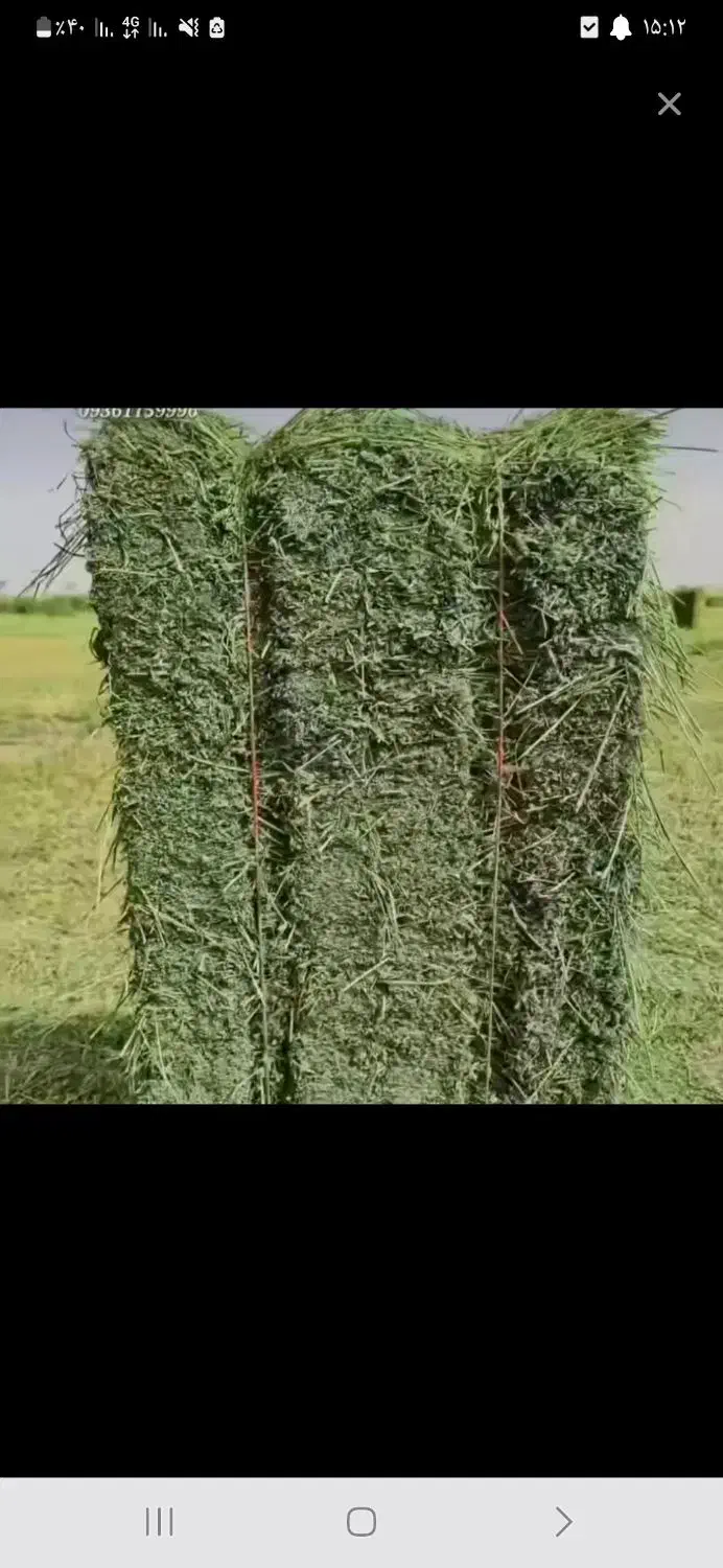 ینجه خورد شده|لوازم جانبی حیوانات|لاران, |دیوار