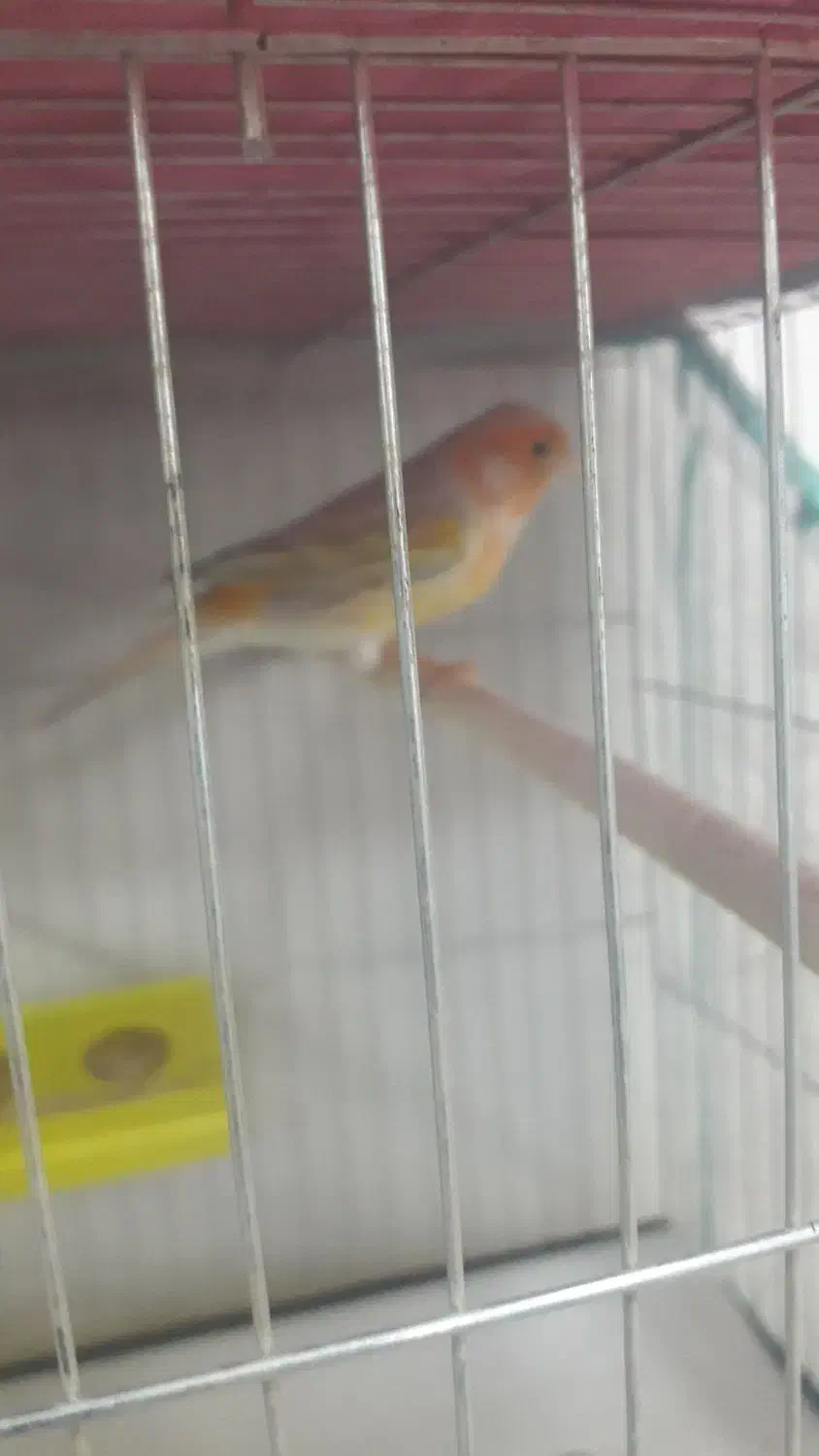 بزرگترین مجموعه قناریهای لوکس|پرنده|بهبهان, |دیوار