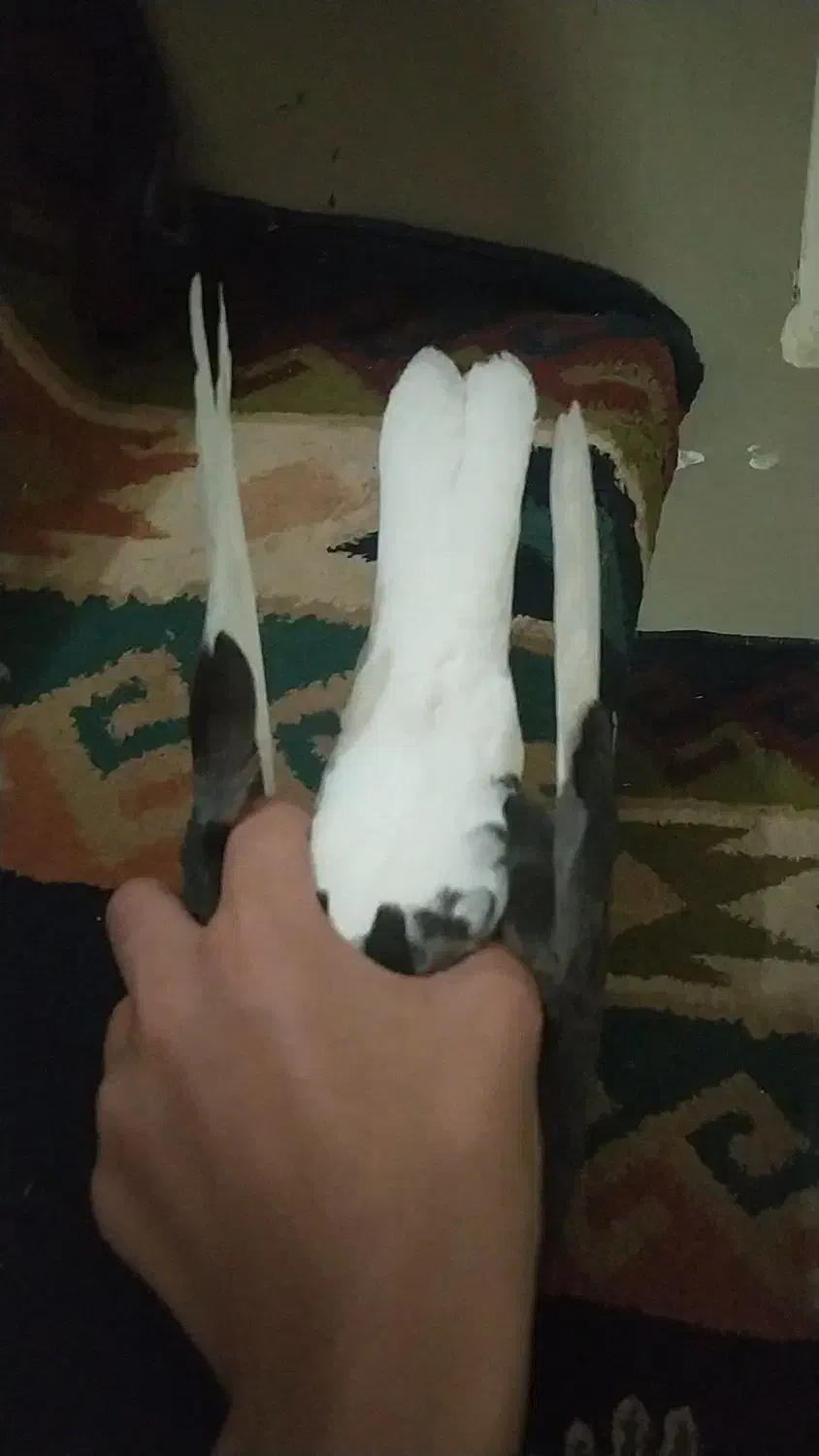 کبوتر پرشی جوانه|پرنده|گرگان, |دیوار