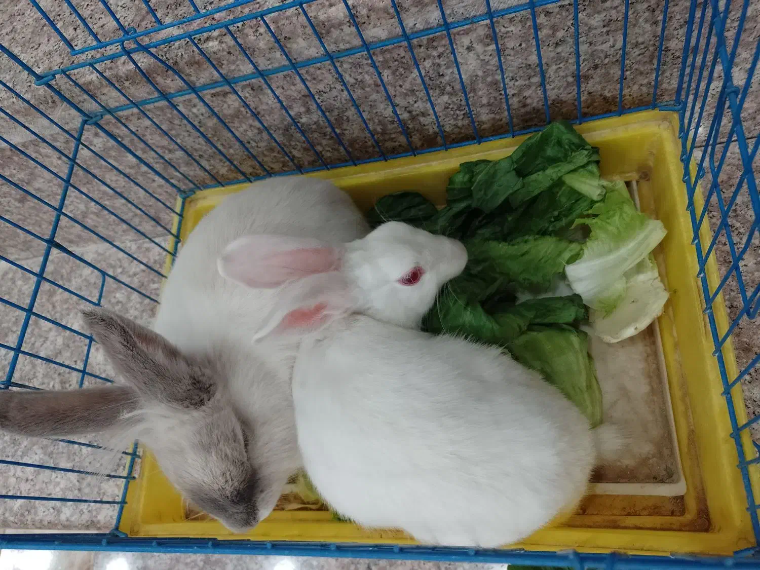 یه جفت خرگوش|موش و خرگوش|یزد, |دیوار