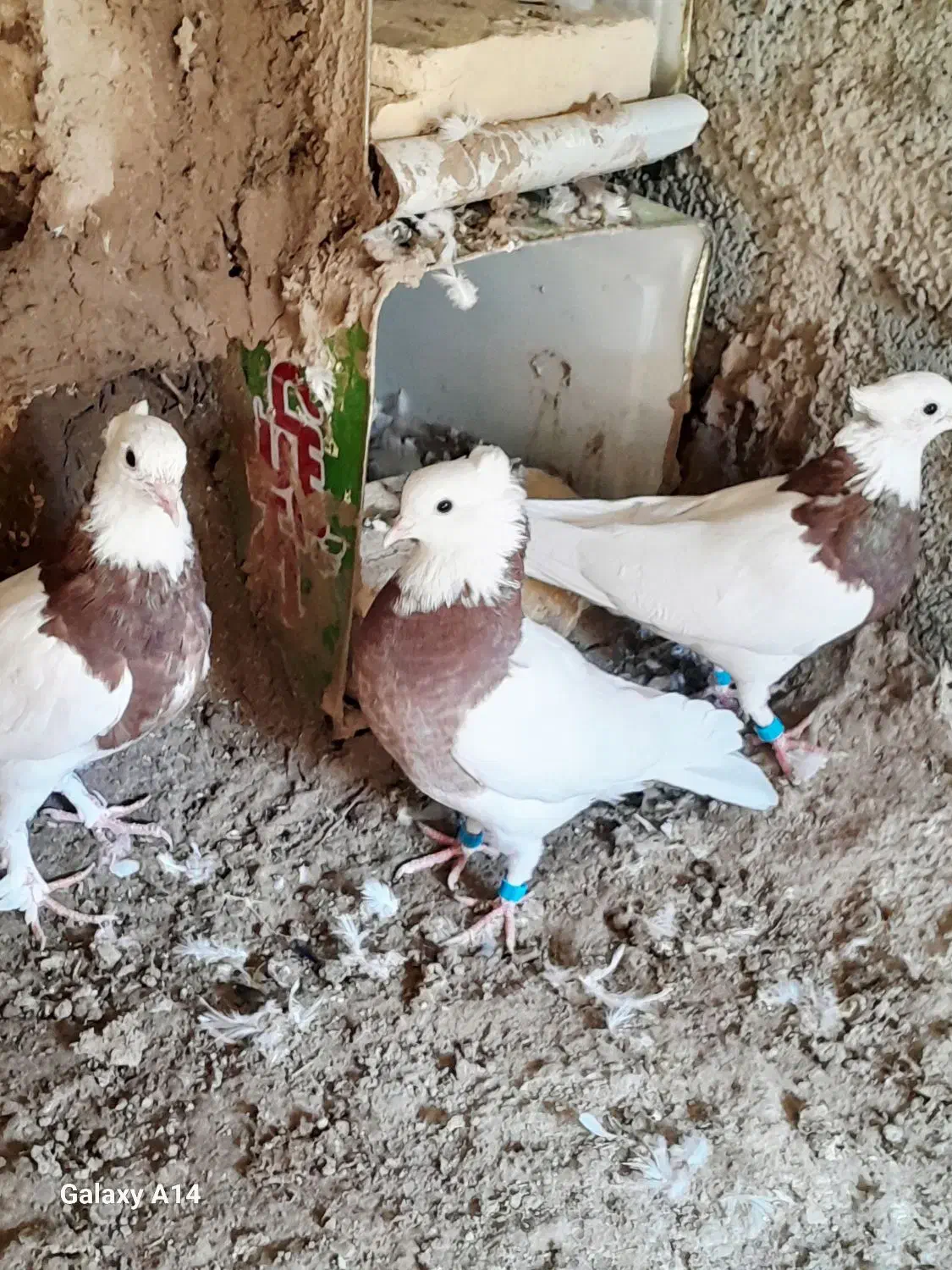 پرنده|پرنده|خوسف, |دیوار