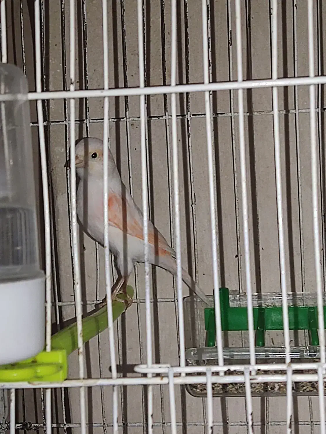 قناری ماده موزاییکی و رد فاکتور|پرنده|تربت‌حیدریه, بالا ولایت|دیوار