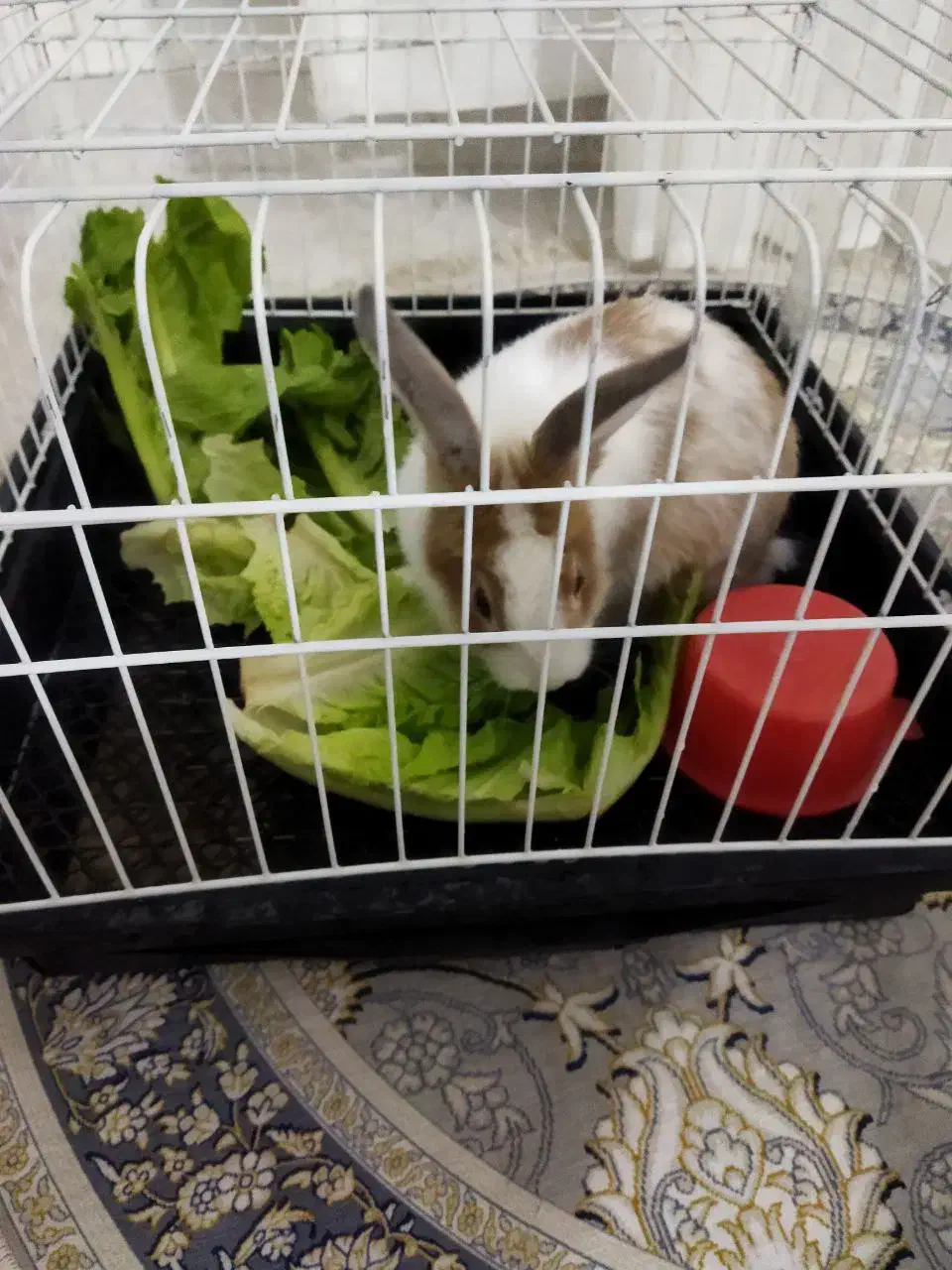 خرگوش نر با قفس|موش و خرگوش|کرمانشاه, |دیوار