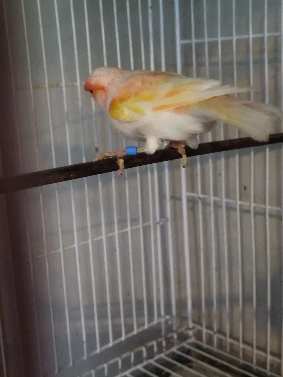 قناری نر بخون|پرنده|بابل, |دیوار