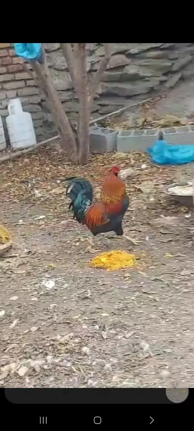 خروس|حیوانات مزرعه|کردکوی, |دیوار