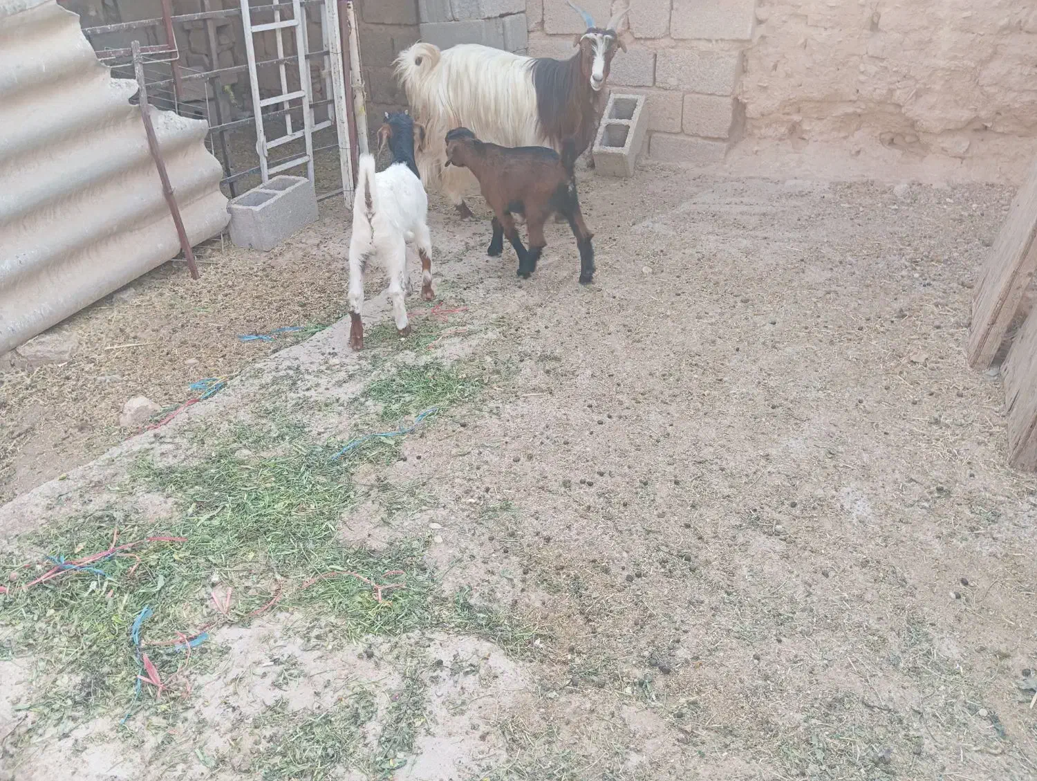 بز دوقلوزا|حیوانات مزرعه|آغاجاری, |دیوار