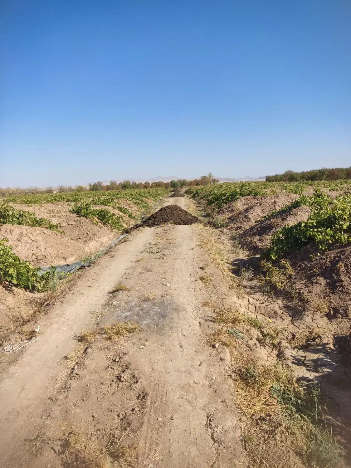 کود گوسفندی درجه یک پول دو گونی کود|خدمات باغبانی و درختکاری|باروق, |دیوار