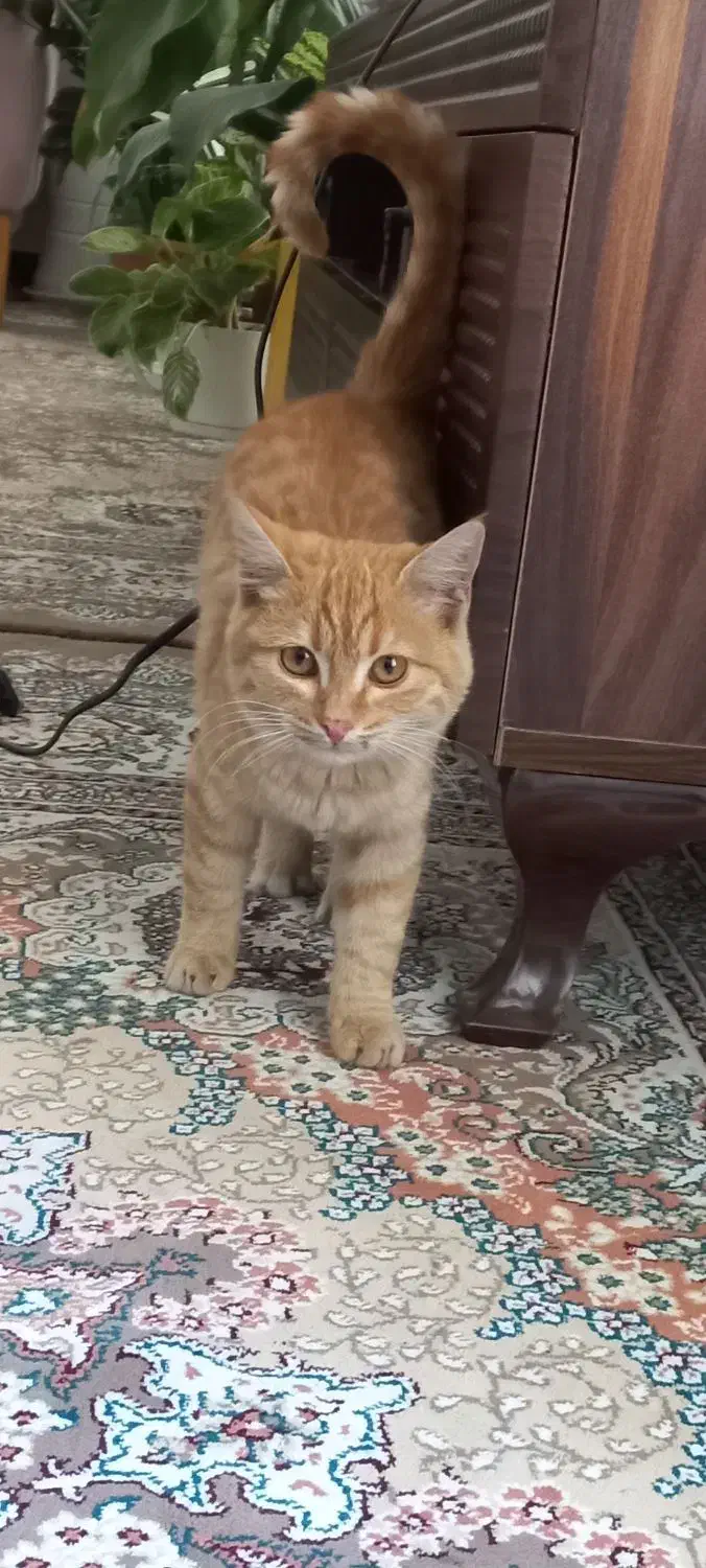 گربه نارنجی|گربه|یزد, |دیوار