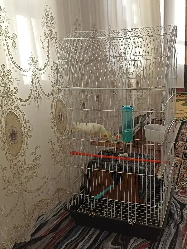 قفس پرنده|لوازم جانبی حیوانات|بکتاش, |دیوار