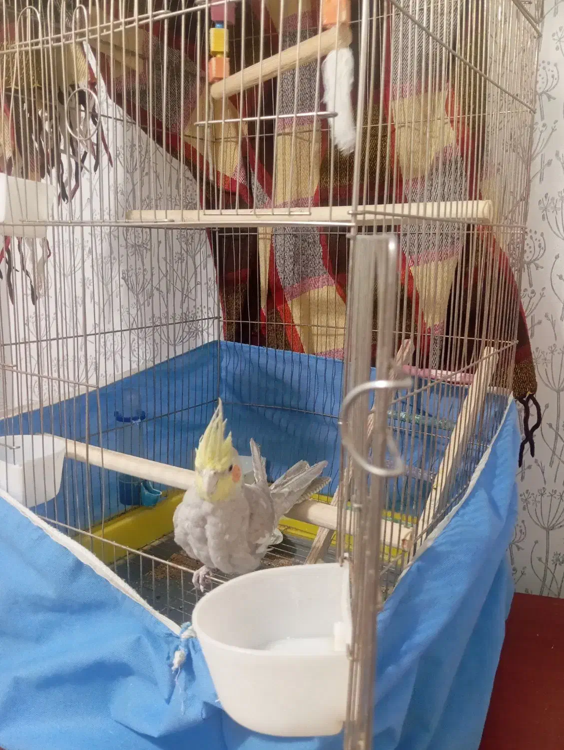 عروس هلندی سرحال ودستی|پرنده|اشتهارد, |دیوار