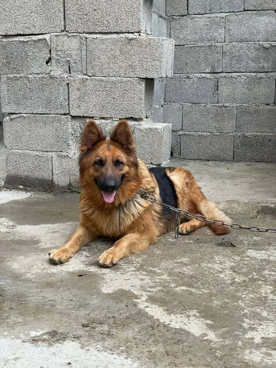 ژرمن شولاین ماده|سگ|رشت, پل تالشان|دیوار