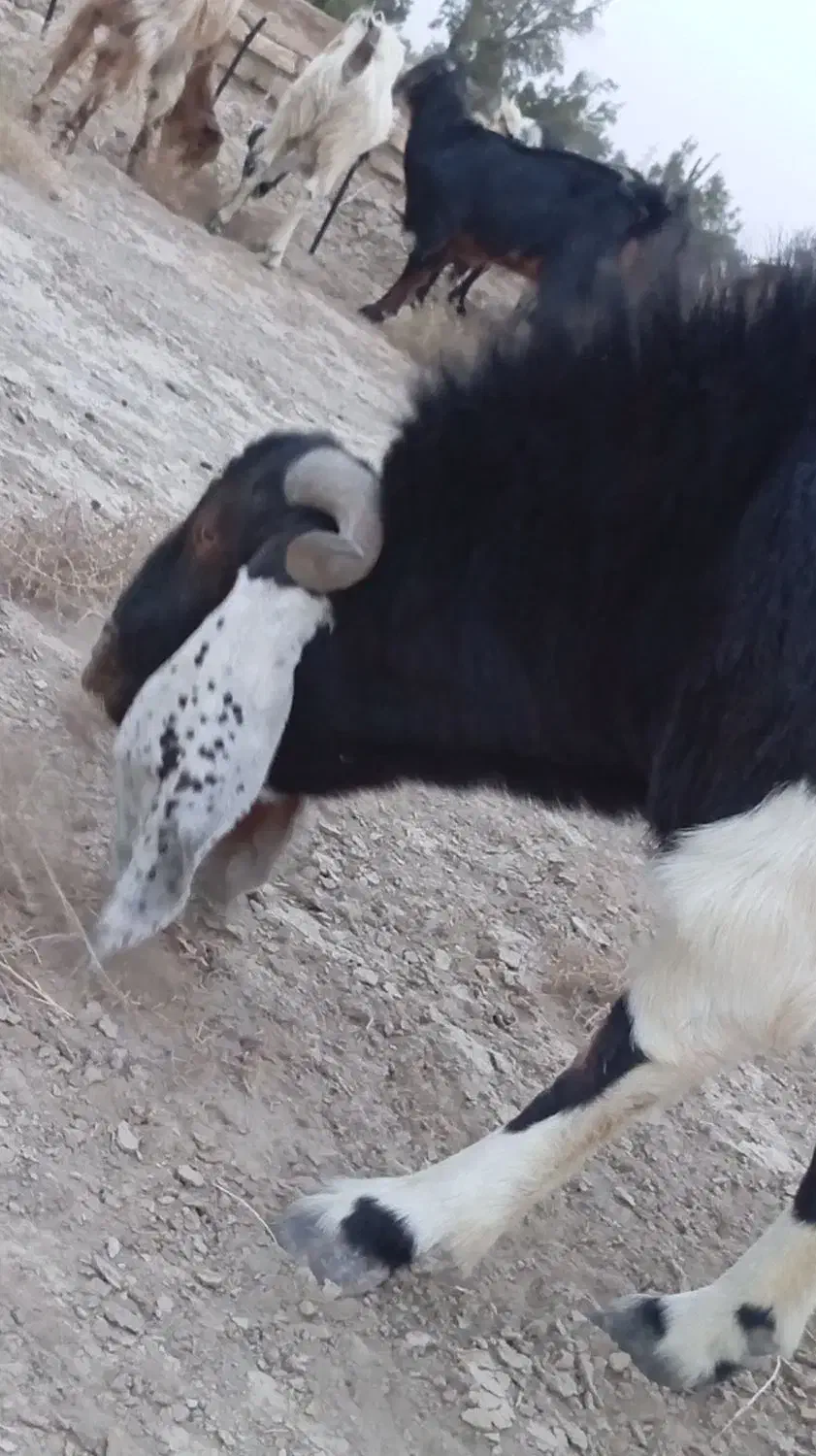 کره نر اصل مری|حیوانات مزرعه|هامون, |دیوار