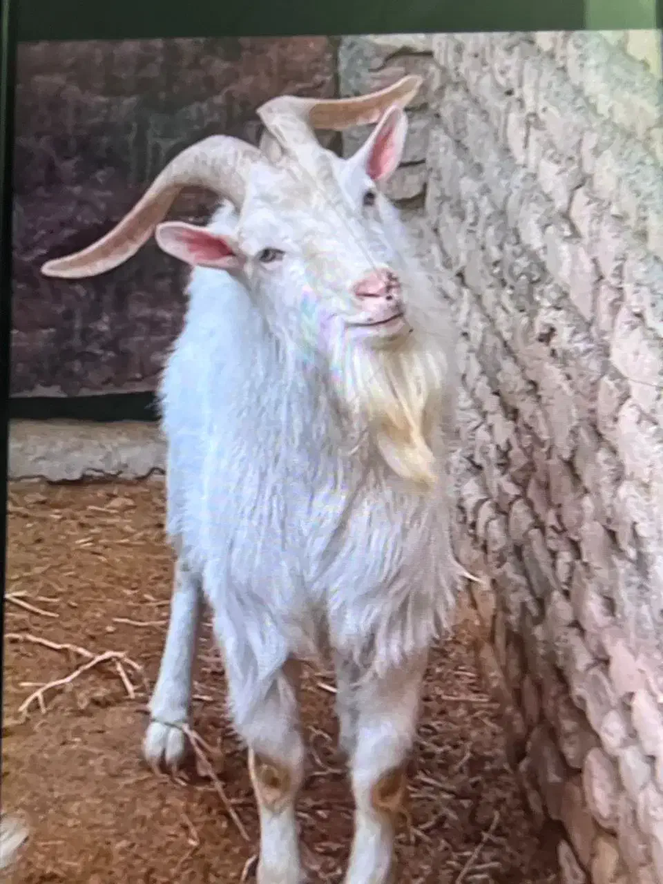 سانن|حیوانات مزرعه|سرخس, |دیوار