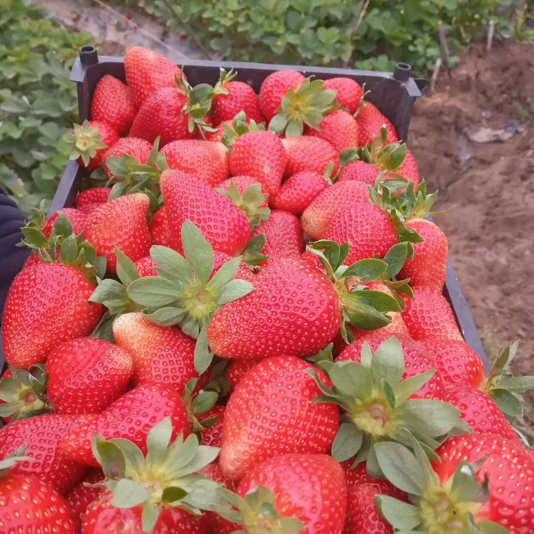 فروش نهال یا بوته توت فرنگی پر محصول سابرینا اصلی|خدمات باغبانی و درختکاری|بهنمیر, |دیوار