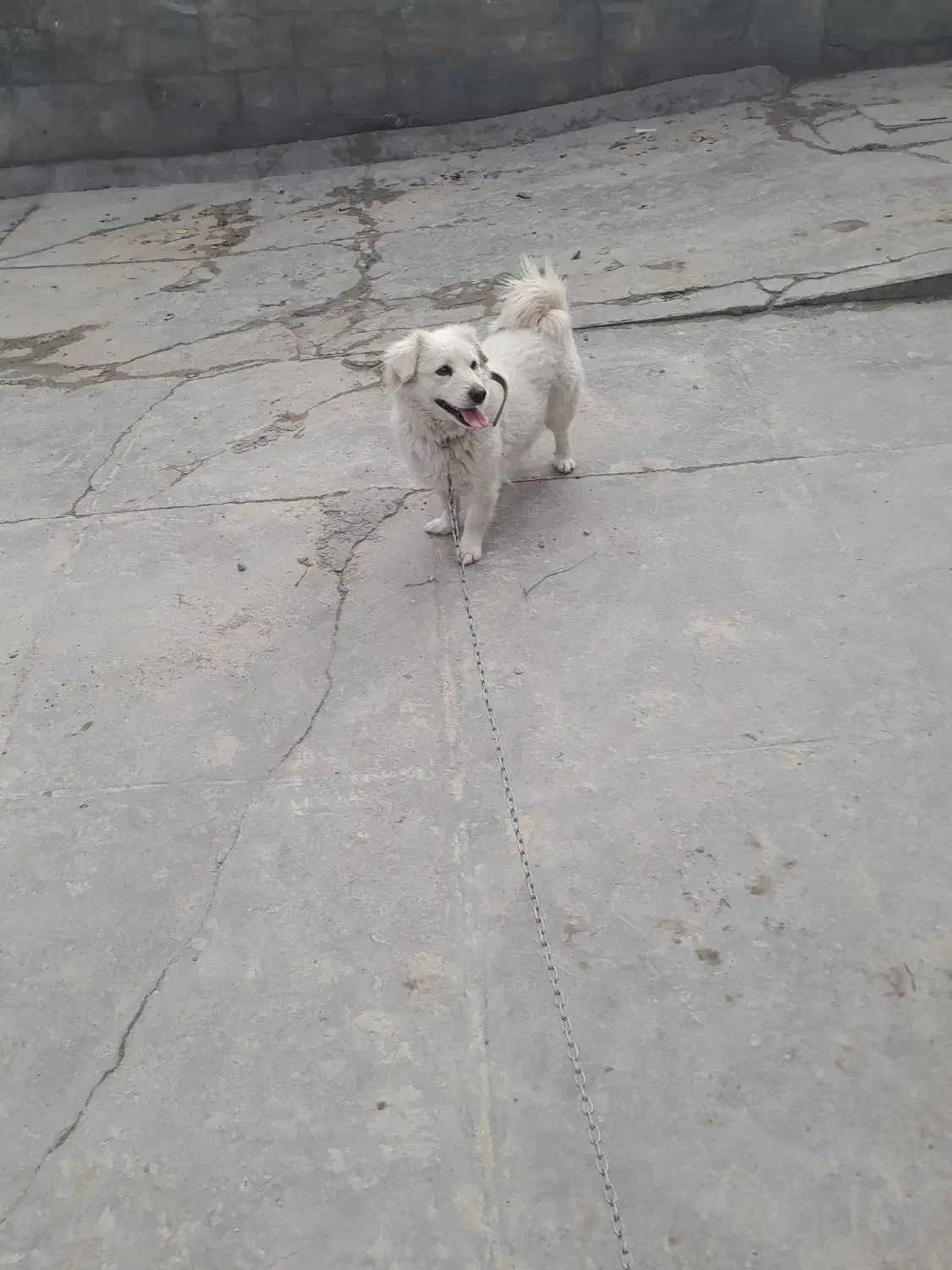 سگ اشتپیز|سگ|دورود, |دیوار