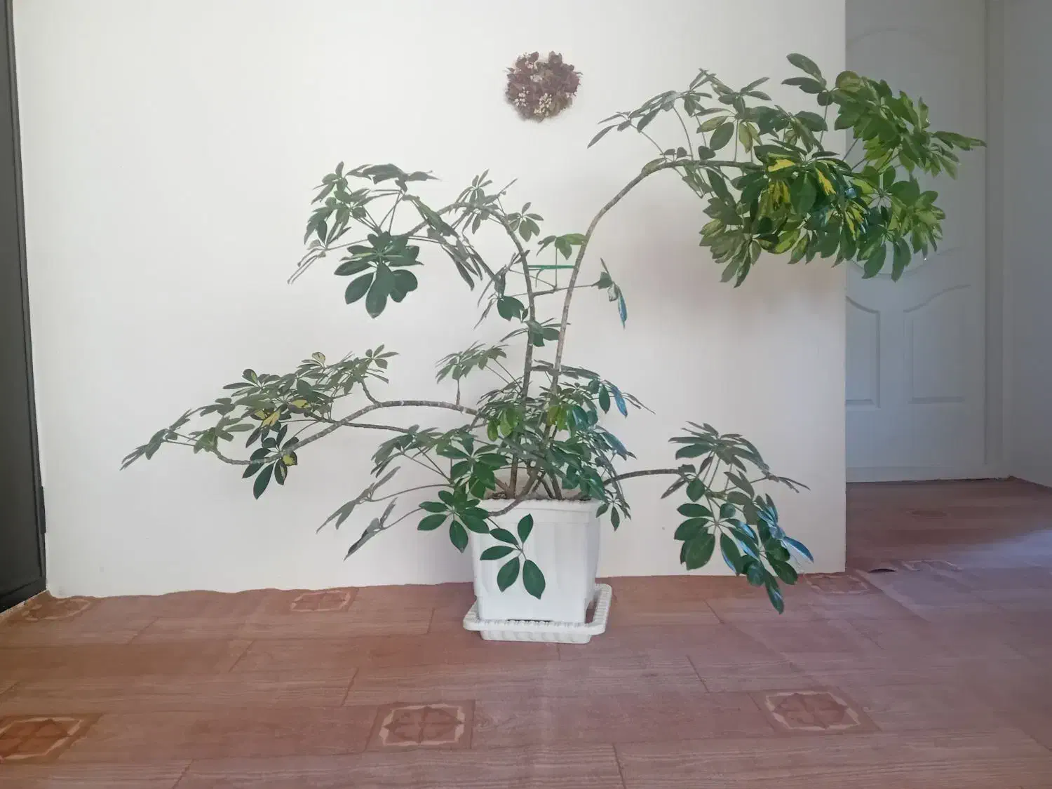 گل زیبا|گل و گیاه طبیعی|اردبیل, |دیوار