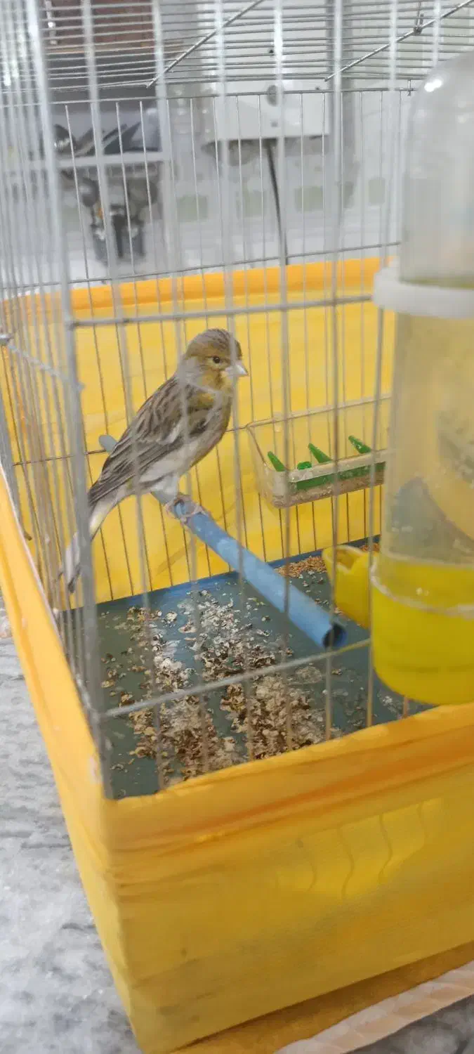 قناری ماده|پرنده|بروجرد, |دیوار