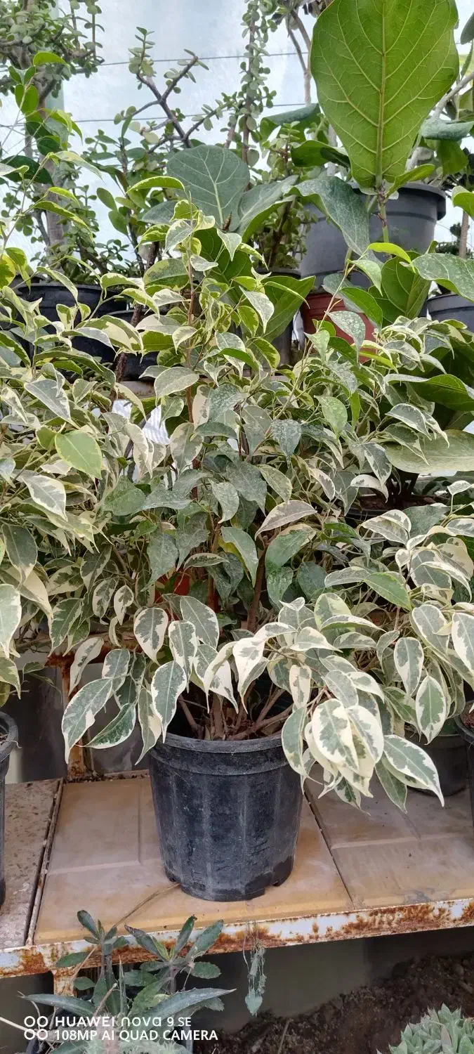 نخل ماداگاسکار موجوده|گل مصنوعی|اسفراین, |دیوار