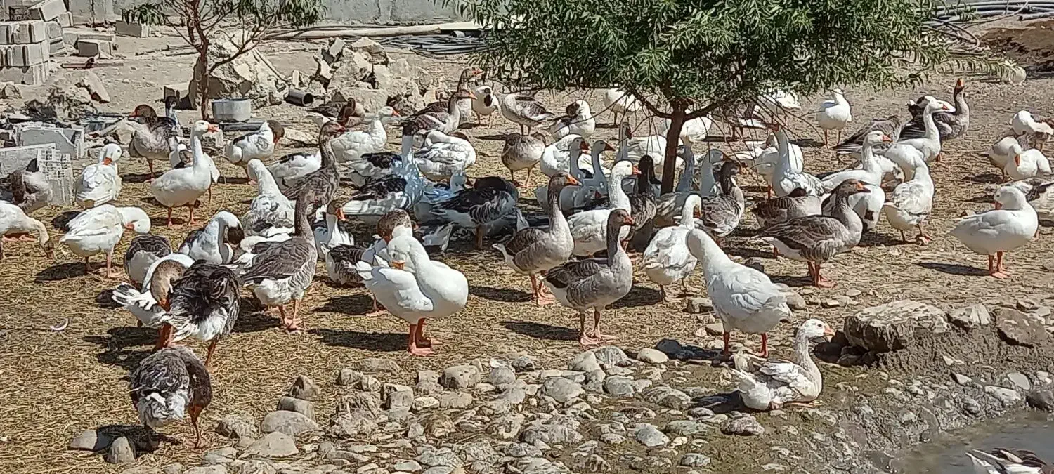 غاز محلی دو ساله و سه ساله|حیوانات مزرعه|ارومیه, |دیوار