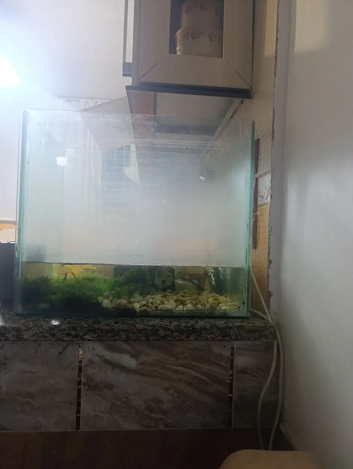 اکواریوم درجه یک|ماهی|سردشت, |دیوار